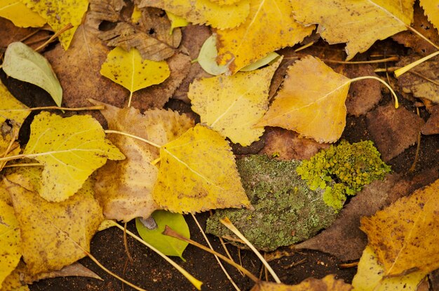 Kleurrijk gebladerte in zonnig bos Herfst natuurlijke achtergrondstructuur met kleurrijke bladeren