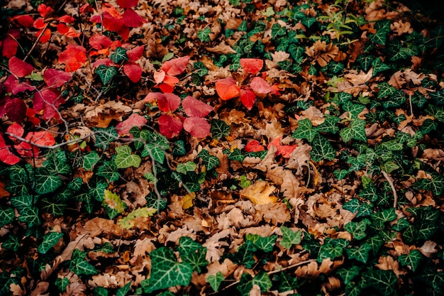 Foto kleurrijk gebladerte ter plaatse