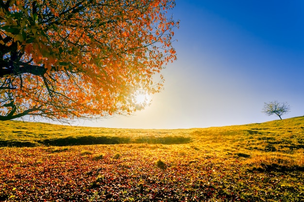 Kleurrijk herfst landschap