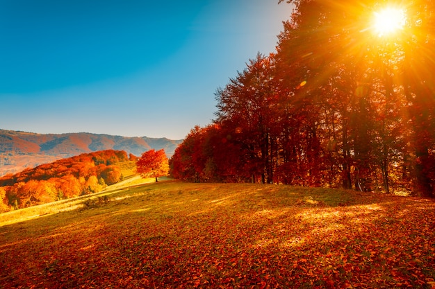 Kleurrijk herfst landschap