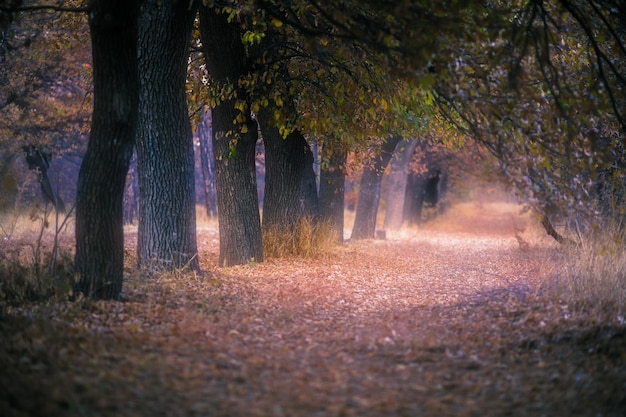 Kleurrijk herfstbos met weg