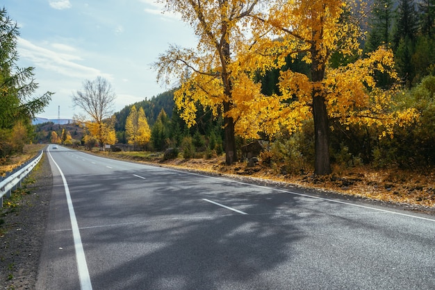 Kleurrijk herfstlandschap met berkenboom met gele bladeren in de zon in de buurt van de bergsnelweg. Helder alpenlandschap met auto op bergweg en bomen in herfstkleuren. Snelweg in de bergen in de herfst