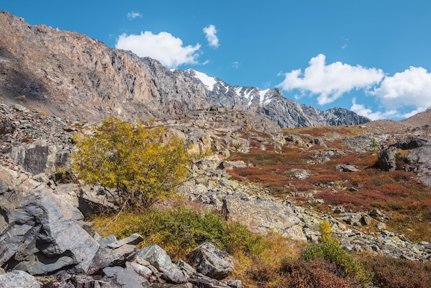 Kleurrijk herfstlandschap met wilgenboom tussen veelkleurige struiken en scherpe rotsen op zonnige dag Levendige herfstkleuren in het hooggebergte Bonte bergflora met het oog op rotsachtige bergketen in felle zon