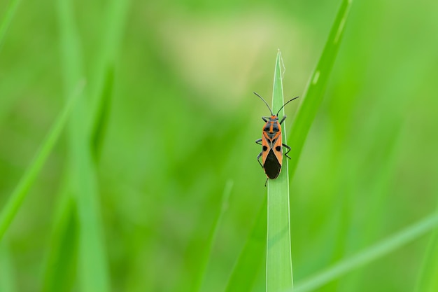 Kleurrijk insect bij groen gras