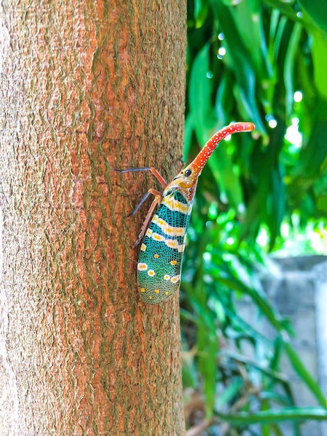 Kleurrijk insectcicade of lanternflies (pyrops-candelaria) insect op boom in aard.