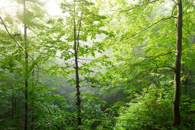 Kleurrijk landschap met beukenbos en de zon