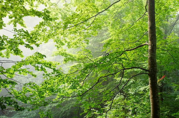 Kleurrijk landschap met beukenbos en de zon