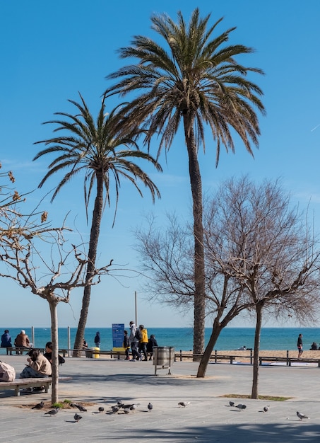 Foto kleurrijk landschap met palmbomen van de waterkant van barcelona in spanje europa