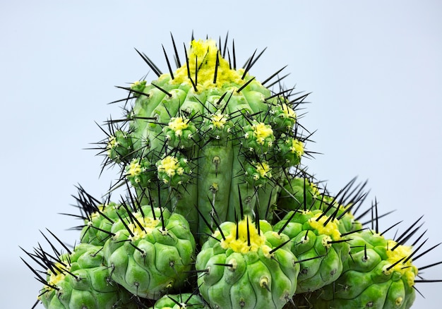 Kleurrijk patroon van cactus woestijnplanten.