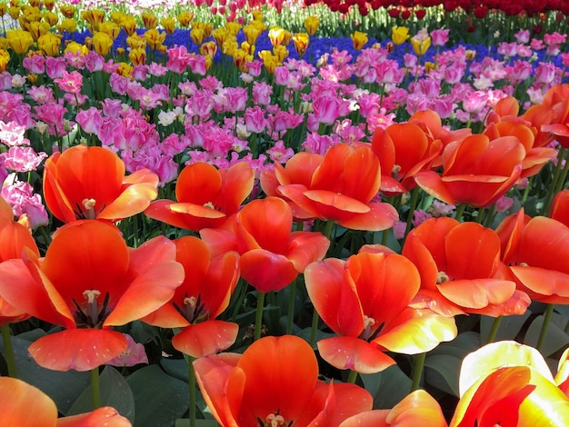 kleurrijk tulpenveld met bloemen