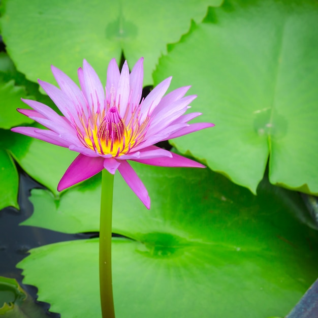 Kleurrijk van een lotus.