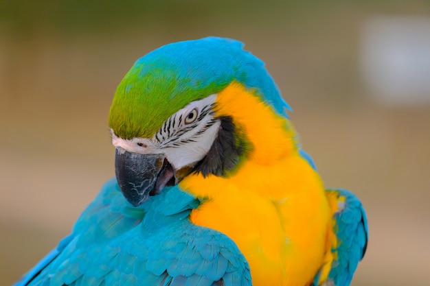 kleurrijk van een vogel