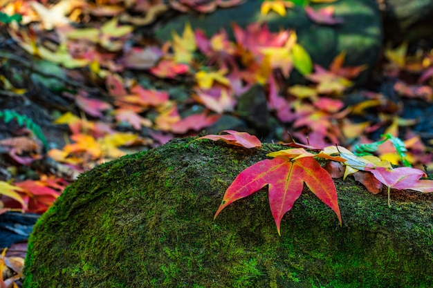 Kleurrijk van esdoorn doorbladert op de groene rotsen in de herfstseizoen in Phu-Luang-wildreservaat, Thailand.