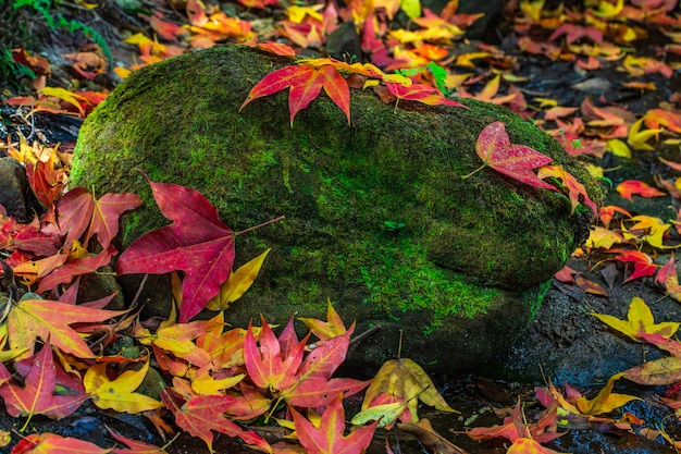 Kleurrijk van esdoorn doorbladert op de groene rotsen in de herfstseizoen in Phu-Luang-wildreservaat, Thailand.