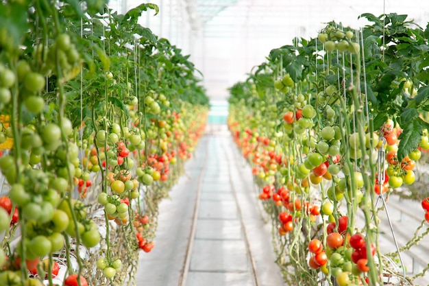 Kleurrijk van rauw tot rijp schaaltje tomaten uitzicht vanuit een kas