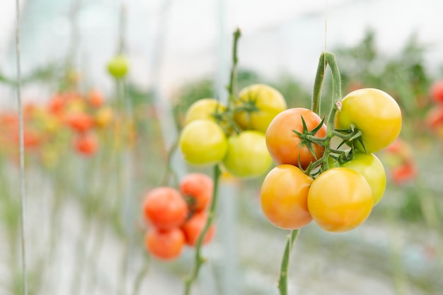 Kleurrijk van rauw tot rijp schaaltje tomaten uitzicht vanuit een kas