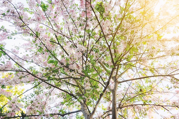 Kleurrijk van Thaise tropische bloesemboom