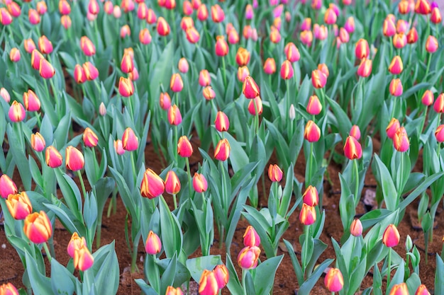 Kleurrijk van tulpenbloemen Mooi boeket tulpen Natuurlijke bloemen Selectieve nadruk