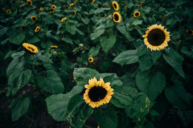 kleurrijk veld van zonnebloemen in de zomer in de heuvels