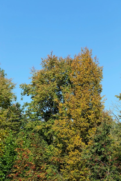 Kleurrijk vergeeld blad in het herfstseizoen, zonnig warm weer midden in de herfst