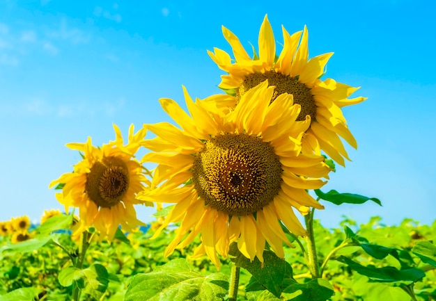 Kleurrijk zonnebloemenveld tegen de blauwe hemel