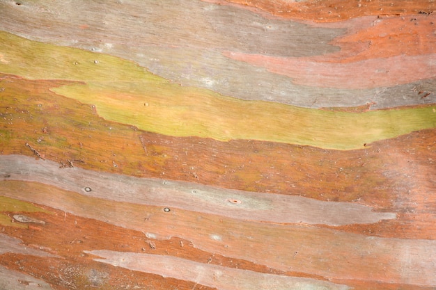 Kleurrijke abstracte patroontextuur van de schors van de Eucalyptusboom