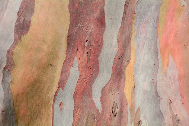 Kleurrijke abstracte patroontextuur van de schors van de Eucalyptusboom