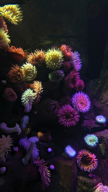 Foto kleurrijke achtergrond van zeedieren