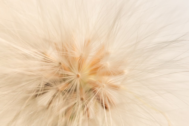 Kleurrijke achtergrond wilde bloem