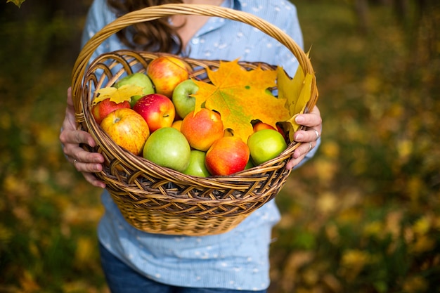 Kleurrijke appels in een mand in de handen van een boerin.