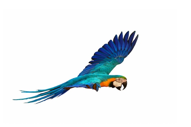 Foto kleurrijke ara papegaai vliegen geïsoleerd op een witte achtergrond.