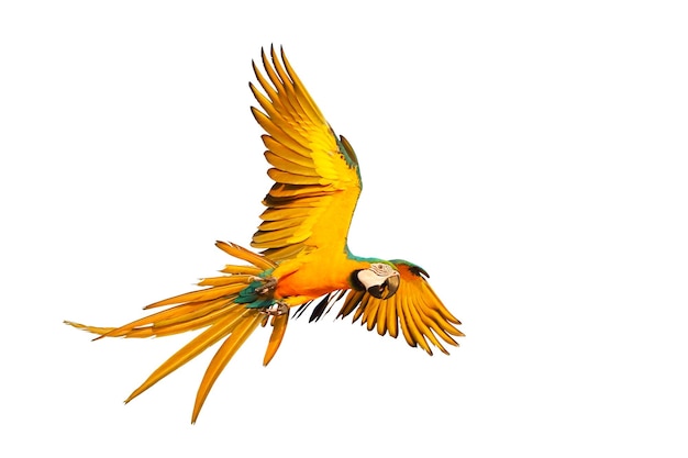 Kleurrijke ara papegaai vliegen geïsoleerd op een witte achtergrond