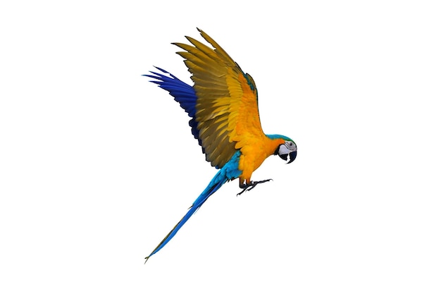 Kleurrijke Ara papegaai vliegen geïsoleerd op wit.