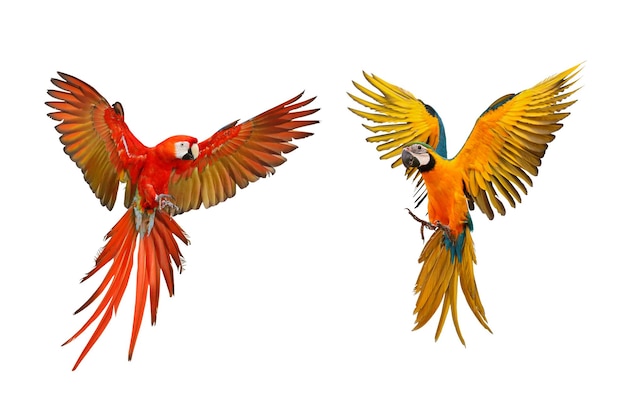 Kleurrijke Ara papegaaien vliegen geïsoleerd op wit.