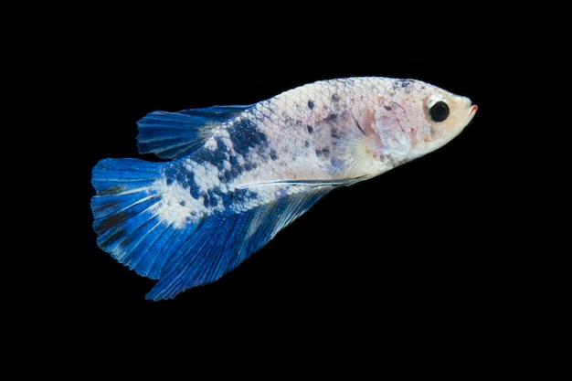 kleurrijke Betta-vissen. Mooie Siamese vechten vis, blauw marmer geïsoleerd op zwart.