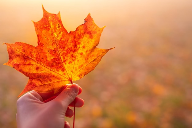 Kleurrijke bevroren herfstbladeren op het gras