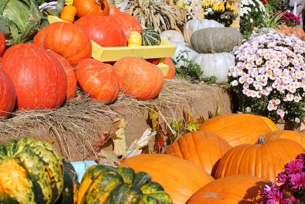 Kleurrijke biologische pompoenen en kalebassen op landbouwbeurs. Het oogsten van het concept van de herfsttijd. Tuin voor