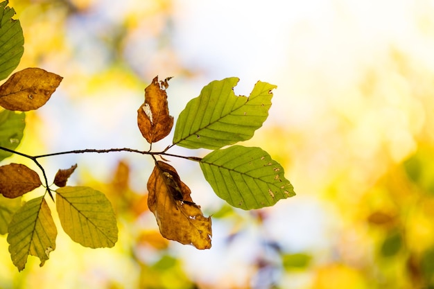 Kleurrijke bladeren aan een boom in de flair van het de herfstpark en onscherpe achtergrond