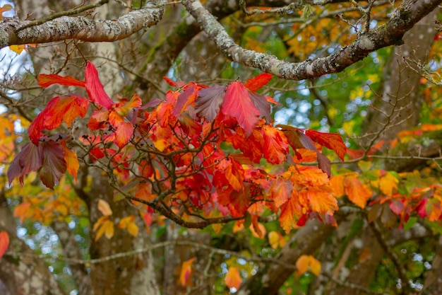 Kleurrijke bladeren aan een herfstboom