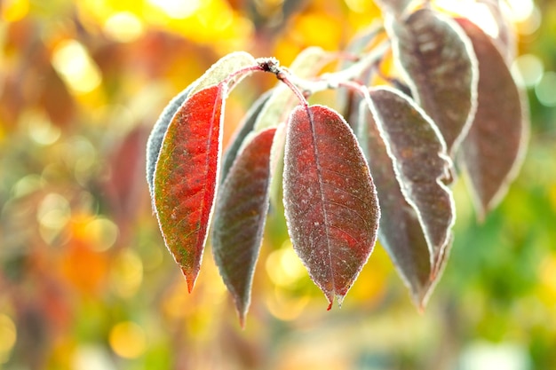 Kleurrijke bladeren bedekt met rijp op een boomtak in de herfst