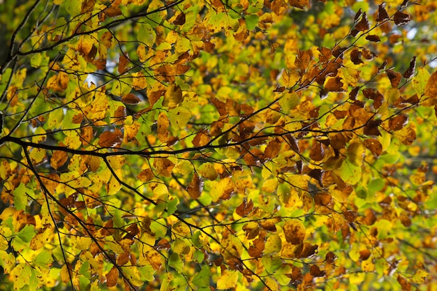 Kleurrijke bladeren en takken in de herfst