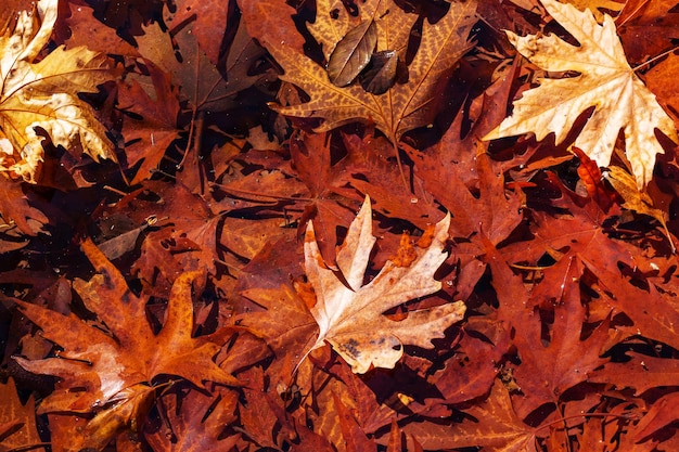 Kleurrijke bladeren in het herfstseizoen