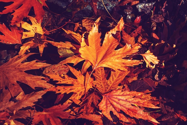 Kleurrijke bladeren in het herfstseizoen