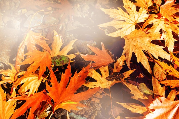 Kleurrijke bladeren in het herfstseizoen