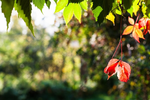 Kleurrijke bladeren met copyspace in de herfst