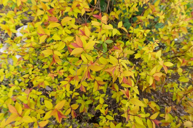 Kleurrijke bladeren op een struik Japanse spiraea