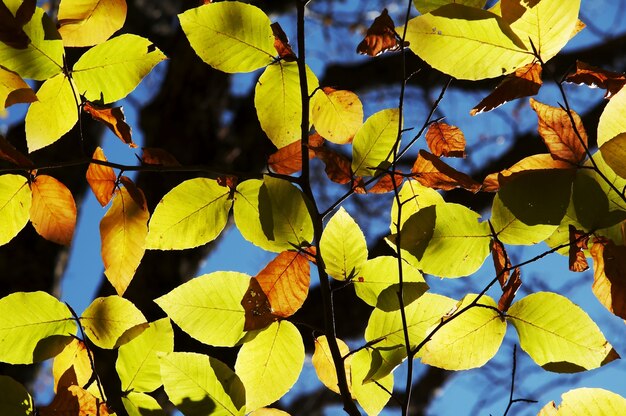 Foto kleurrijke bladeren op het blauw