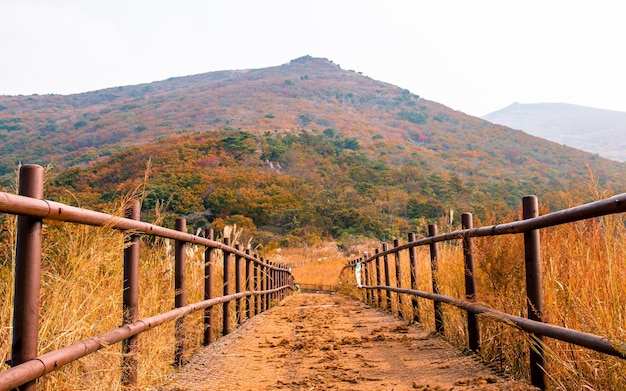 kleurrijke bladeren op het pad tijdens het herfstseizoen in Gwangju Zuid-Korea