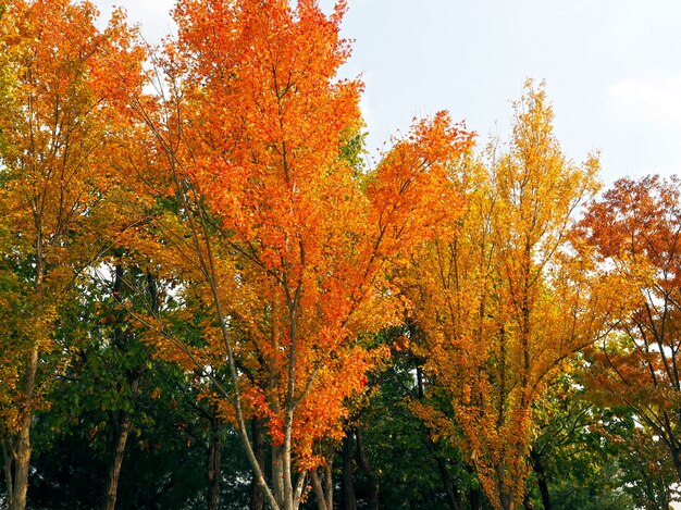 Kleurrijke bladeren (oranje, geel en groen) aan bomen in de herfst met witte hemelachtergrond