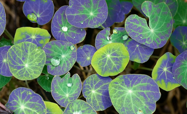 Kleurrijke bladeren van planten met waterdruppels. Bovenaanzicht.